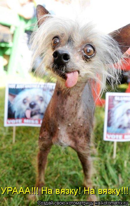 Котоматрица: УРААА!!! На вязку! На вязку!!!
