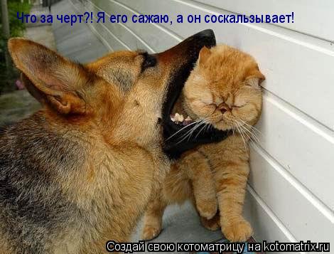 Котоматрица: Что за черт?! Я его сажаю, а он соскальзывает!