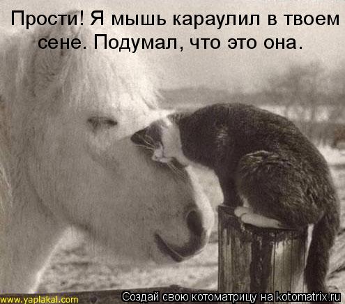 Котоматрица: Прости! Я мышь караулил в твоем  сене. Подумал, что это она.