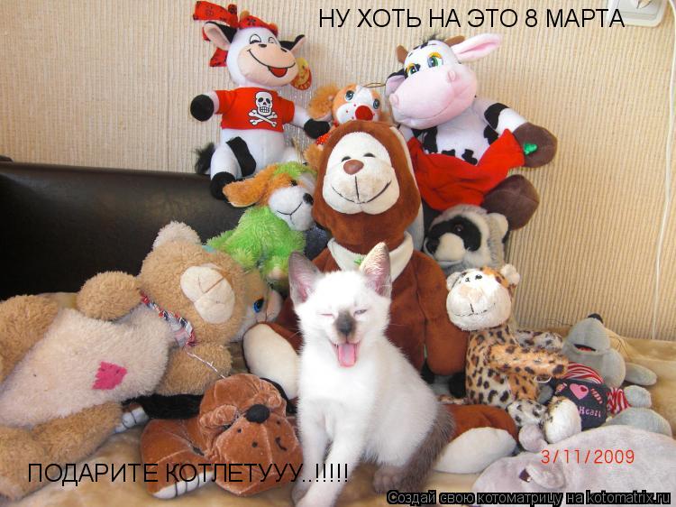 Котоматрица: НУ ХОТЬ НА ЭТО 8 МАРТА ПОДАРИТЕ КОТЛЕТУУУ..!!!!!