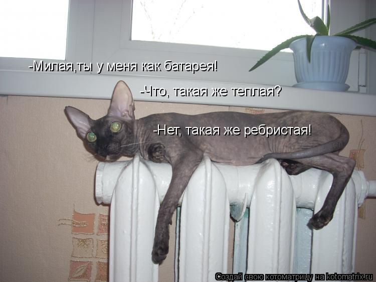 Котоматрица: -Милая,ты у меня как батарея! -Милая,ты у меня как батарея! -Что, такая же теплая? -Нет, такая же ребристая!