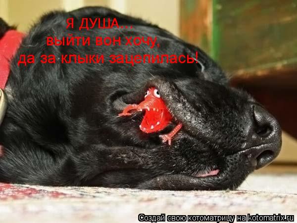 Котоматрица: Я ДУША... выйти вон хочу, да за клыки зацепилась!