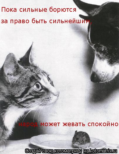 Котоматрица: народ может жевать спокойно Пока сильные борются за право быть сильнейшим,