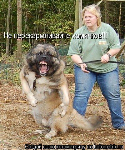 Котоматрица: Не перекармливайте хомячков!!!