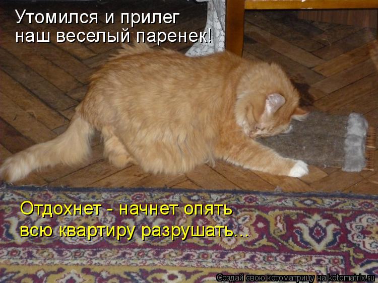 Утомился и прилег наш веселый паренек! Отдохнет - начнет опять всю квартиру разрушать...... Котоматрица: Утомился и прилег наш веселый паренек! Отдохнет - начнет опять всю квартиру разрушать...