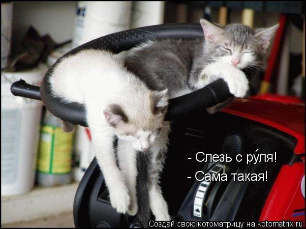 Котоматрица: - Слезь с руля! - Сама такая! -