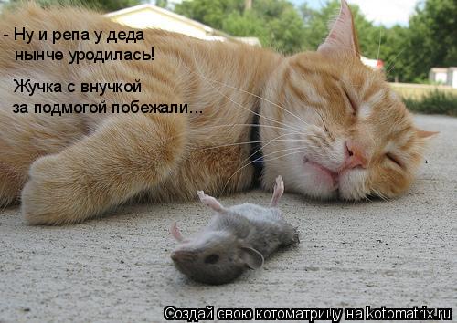 Котоматрица: - Ну и репа у деда   нынче уродилась! Жучка с внучкой за подмогой побежали...