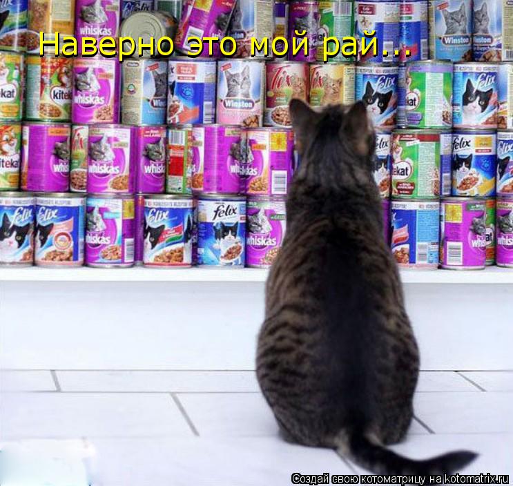 Котоматрица: Наверно это мой рай... Наверно это мой рай... Наверно это мой рай...