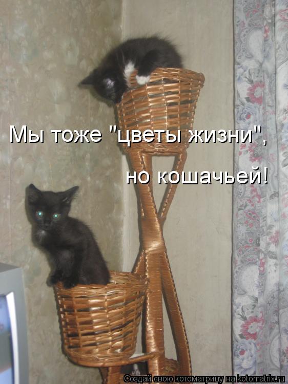 Котоматрица: Мы тоже "цветы жизни",  но кошачьей!