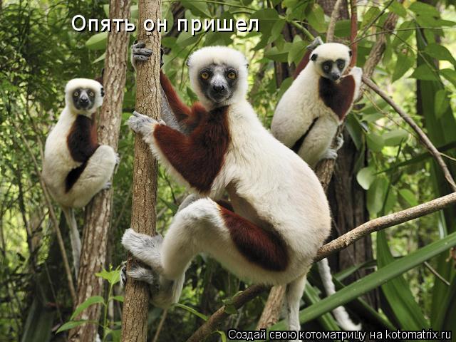 Котоматрица: Опять он пришел