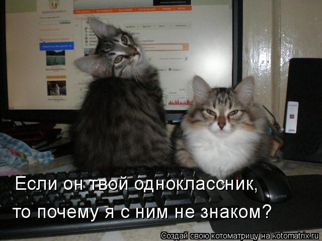 Котоматрица: Если он твой одноклассник, то почему я с ним не знаком?