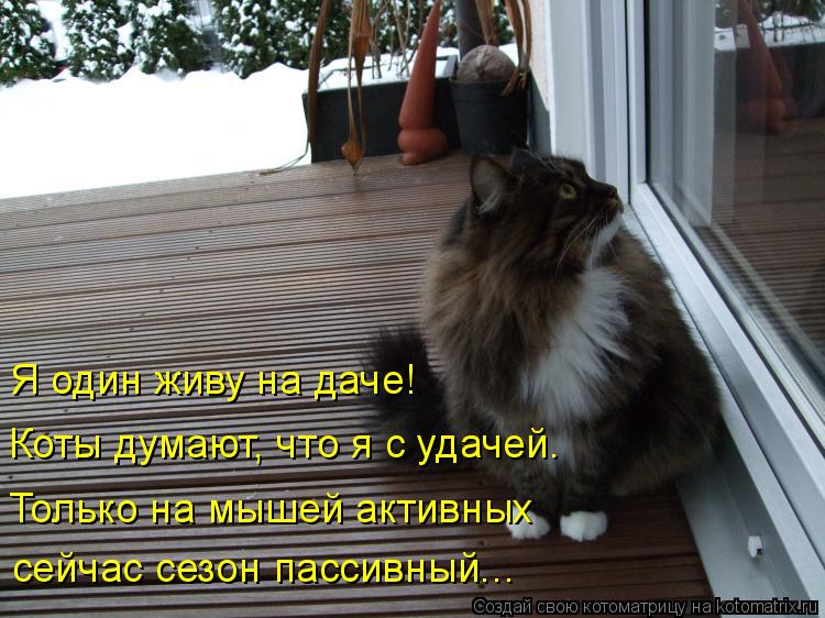 Котоматрица: Я один живу на даче! Коты думают, что я с удачей. Только на мышей активных сейчас сезон пассивный...