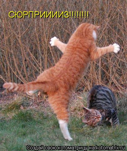 Котоматрица: СЮРПРИИИИЗ!!!!!!!!