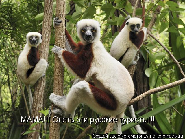Котоматрица: МАМА!!! Опять эти русские туристы!!!