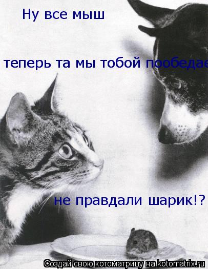 Котоматрица: Ну все мыш  теперь та мы тобой пообедаем не правдали шарик!? теперь та мы тобой пообедаем не правдали шарик!?  не правдали шарик!?