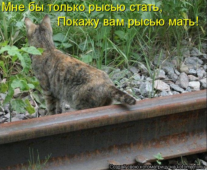 Котоматрица: Мне бы только рысью стать, Покажу вам рысью мать!