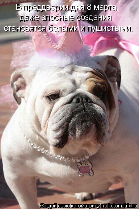 Котоматрица: В преддверии дня 8 марта, даже злобные создания становятся белыми и пушистыми.