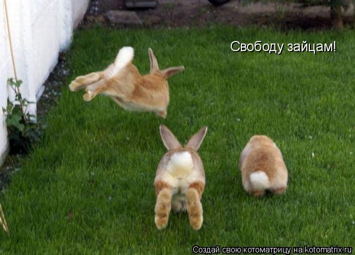 Котоматрица: Свободу зайцам!