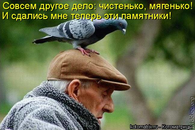 Совсем другое дело: чистенько, мягенько! И сдались мне теперь эти памятники!... Котоматрица: Совсем другое дело: чистенько, мягенько! И сдались мне теперь эти памятники!