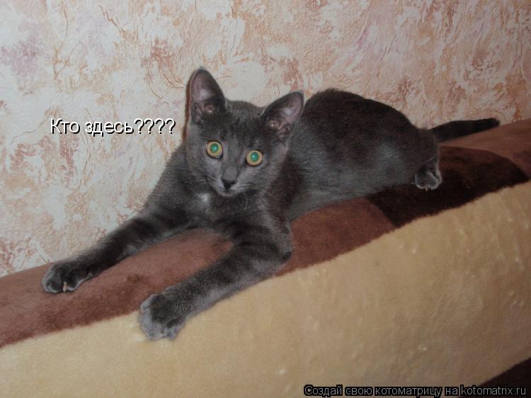 Котоматрица: Кто здесь????