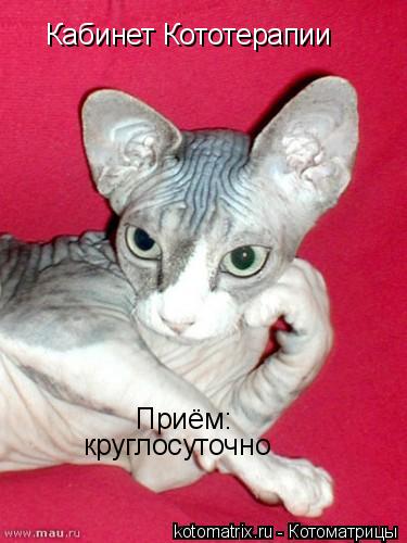 Котоматрица: Кабинет Кототерапии Приём: круглосуточно