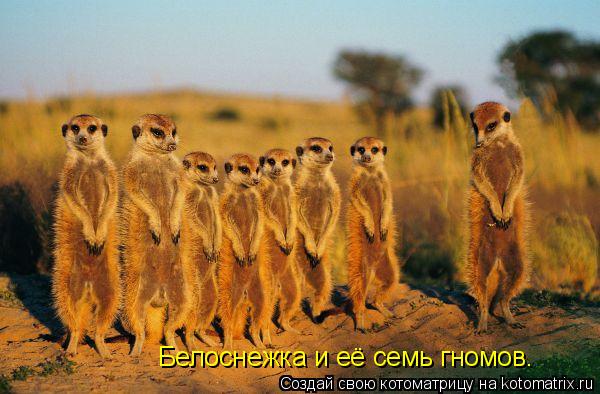 Белоснежка и её семь гномов.... Котоматрица: Белоснежка и её семь гномов.