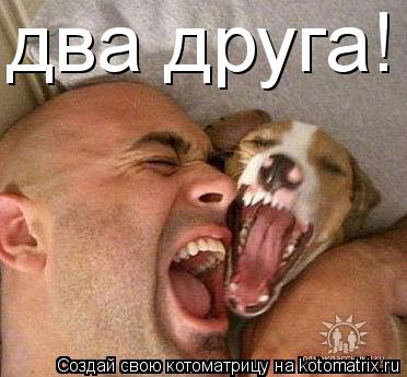 два друга!... Котоматрица: два друга!