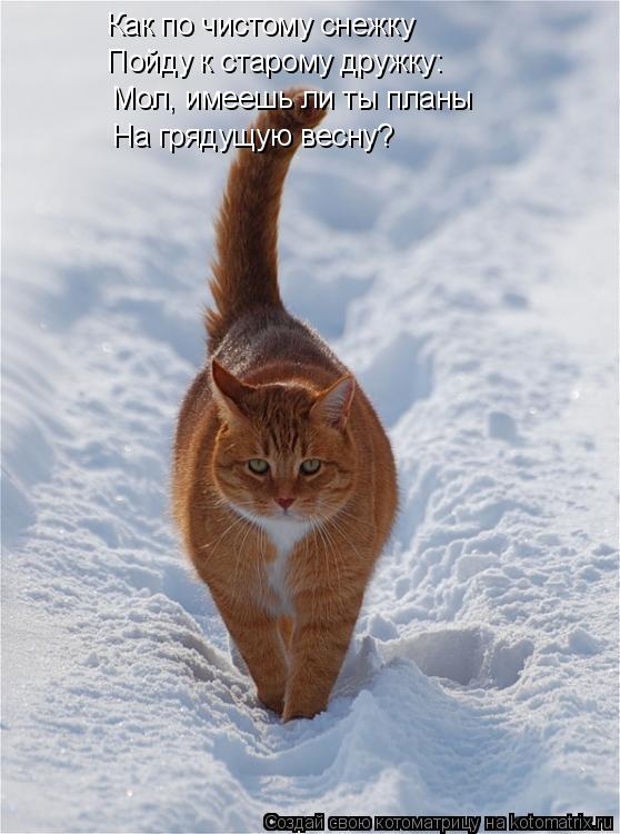 Котоматрица: Как по чистому снежку Пойду к старому дружку: Мол, имеешь ли ты планы На грядущую весну?