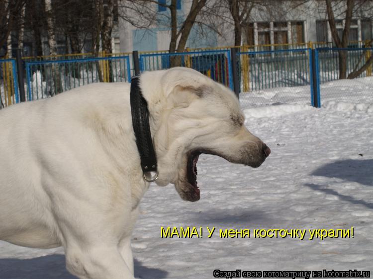 Котоматрица: МАМА! У меня косточку украли!