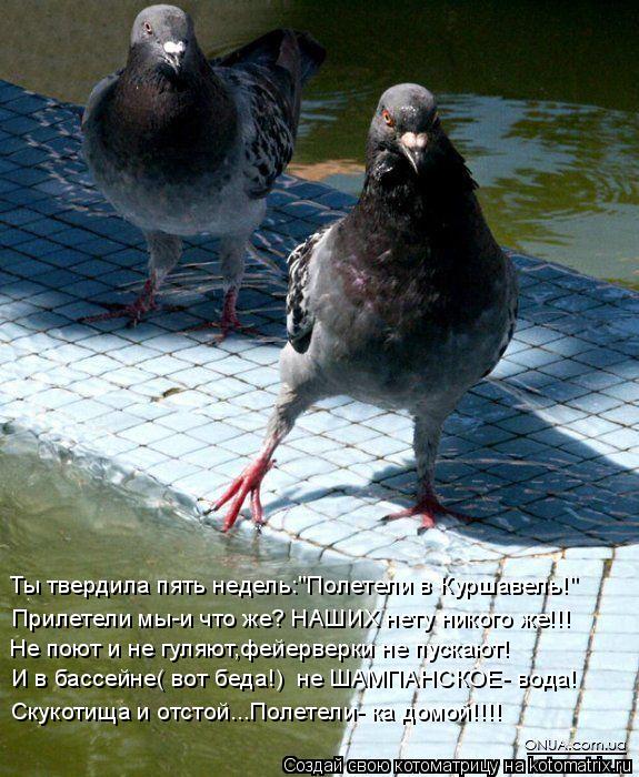 Котоматрица: Ты твердила пять недель:"Полетели в Куршавель!" Прилетели мы-и что же? НАШИХ нету никого же!!! И в бассейне( вот беда!)  не ШАМПАНСКОЕ- вода! Не п