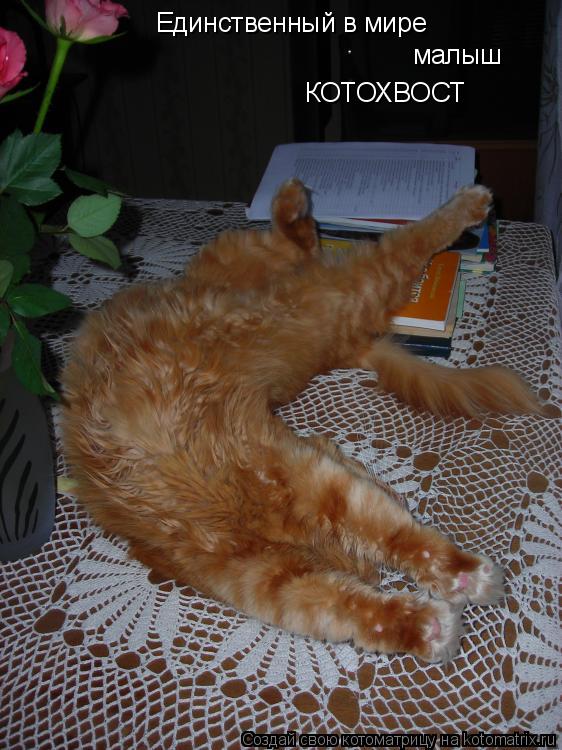 Котоматрица: Единственный в мире малыш КОТОХВОСТ
