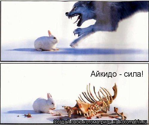 Айкидо - сила!... Котоматрица: Айкидо - сила!