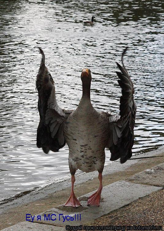 Котоматрица: Еу я МС Гусь!!! Еу я МС Гусь!!!