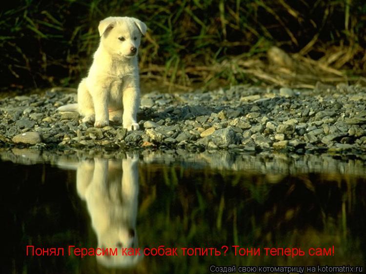 Котоматрица: Понял Герасим как собак топить? Тони теперь сам!