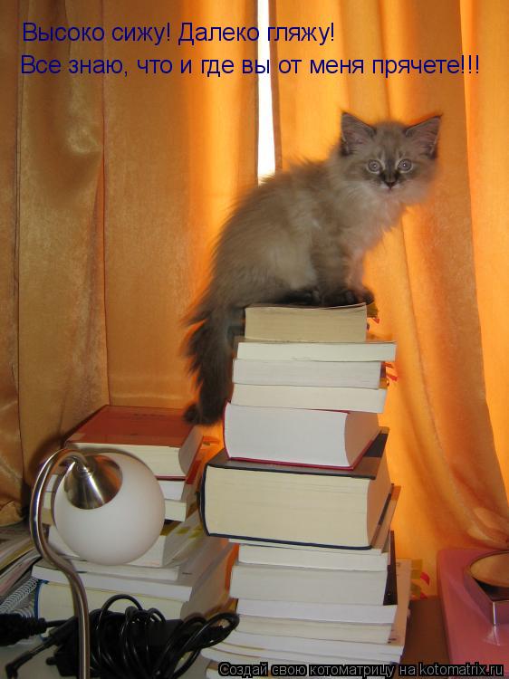Котоматрица: Высоко сижу! Далеко гляжу!  Все знаю, что и где вы от меня прячете!!!
