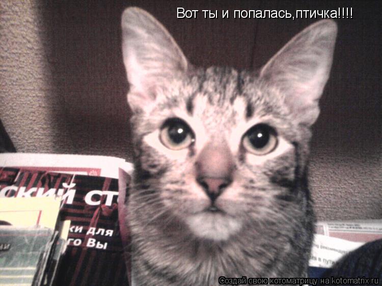 Котоматрица: Вот ты и попалась,птичка!!!!