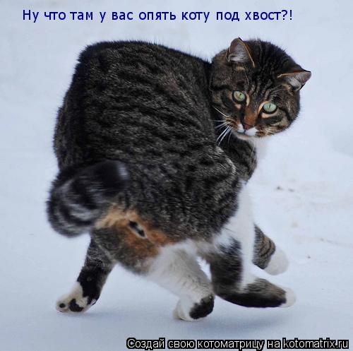 Котоматрица: Ну что там у вас опять коту под хвост?!