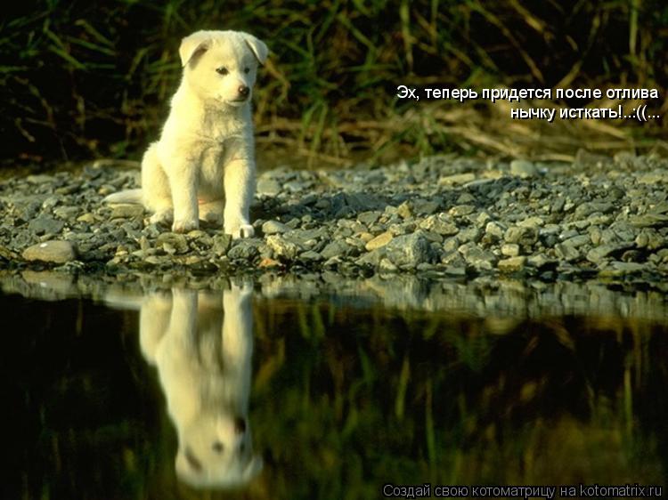 Котоматрица: Эх, теперь придется после отлива нычку исткать!..:((...