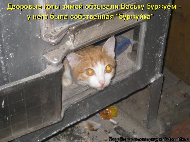 Котоматрица: Дворовые коты зимой обзывали Ваську буржуем - у него была собственная "буржуйка"