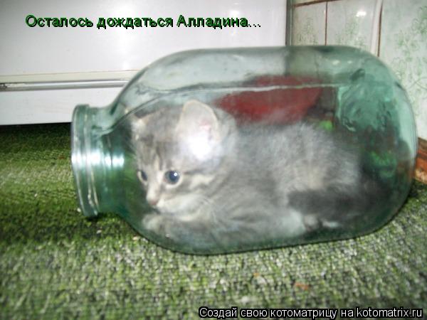 Котоматрица: Осталось дождаться Алладина...