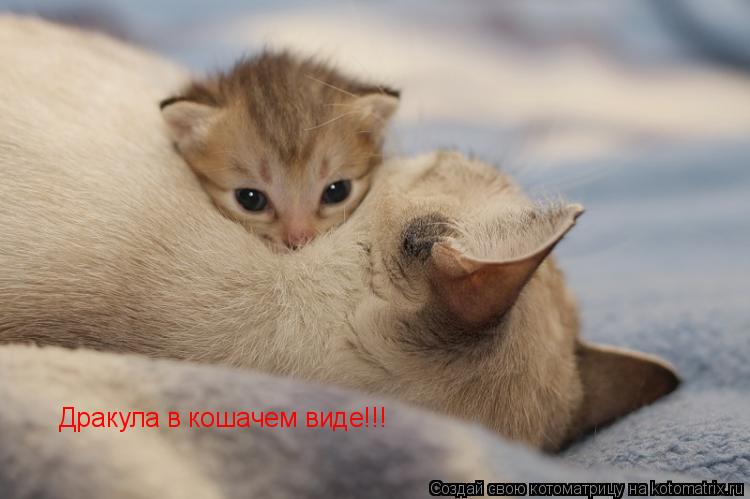Котоматрица: Дракула в кошачем виде!!!