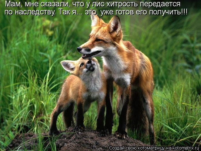 Котоматрица: Мам, мне сказали, что у лис хитрость передается  по наследству. Так я... это, уже готов его получить!!!