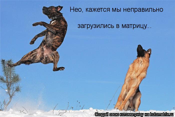 Котоматрица: Нео, кажется мы неправильно  загрузились в матрицу...