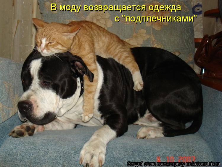 Котоматрица: В моду возвращается одежда с "подплечниками"