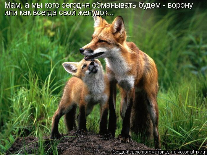 Котоматрица: Мам, а мы кого сегодня обманывать будем - ворону или как всегда свой желудок...