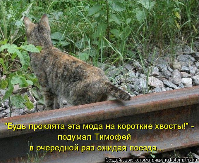 Котоматрица: "Будь проклята эта мода на короткие хвосты!" - подумал Тимофей  в очередной раз ожидая поезда...