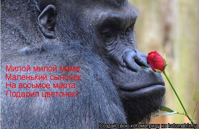 Котоматрица: Милой милой маме Маленький сыночек На восьмое марта Подарил цветочек!