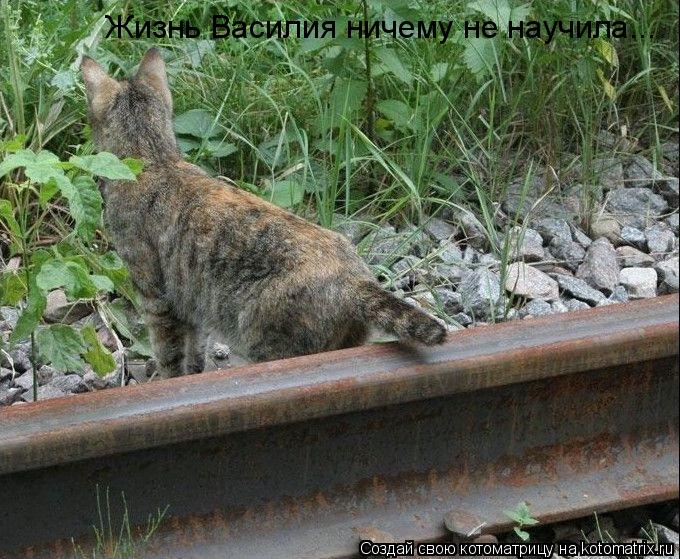 Котоматрица: Жизнь Василия ничему не научила...