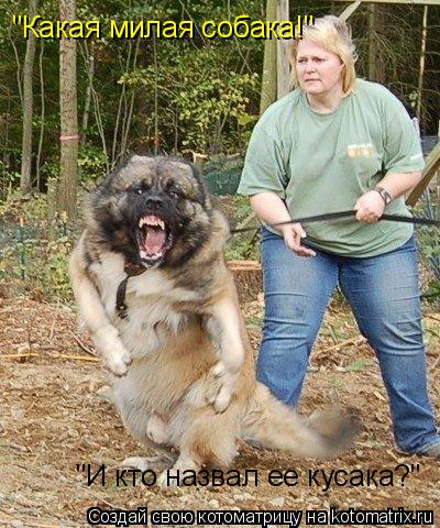 Котоматрица: "Какая милая собака!"  "И кто назвал ее кусака?"