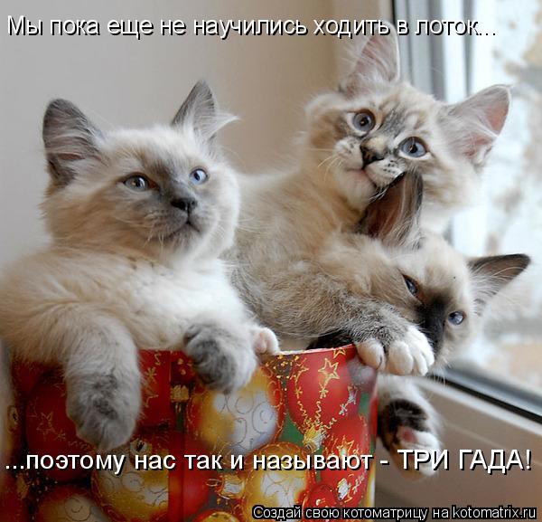 Котоматрица: Мы пока еще не научились ходить в лоток... ...поэтому нас так и называют - ТРИ ГАДА!